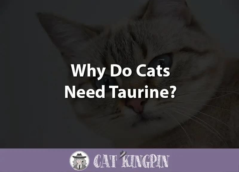 Why Do Cats Need Taurine