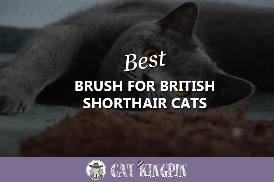 Best Brush For British Shorthair Cats