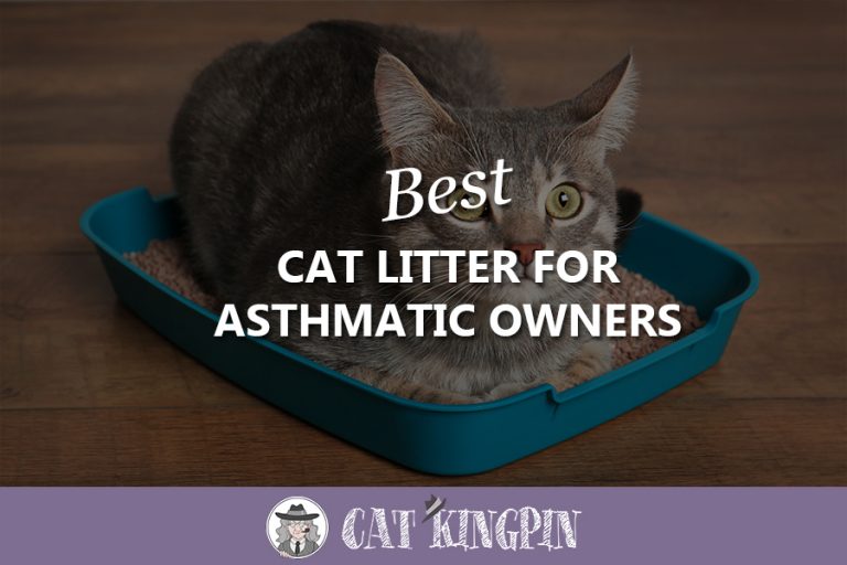Best Cat Litter For Asthmatic Owners