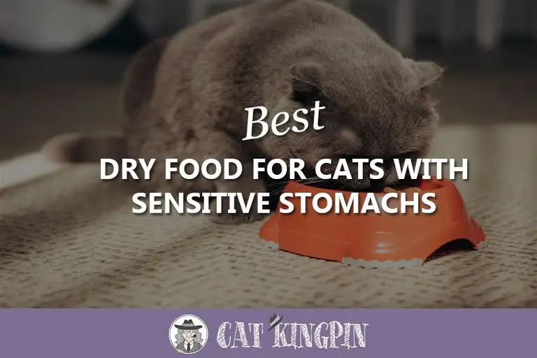 Best Dry Food For Cats With Sensitive Stomachs