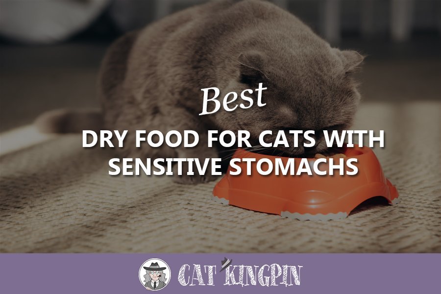 Best Dry Food For Cats With Sensitive Stomachs