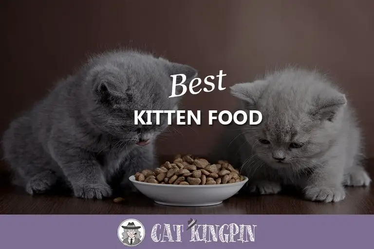 Best Kitten Food