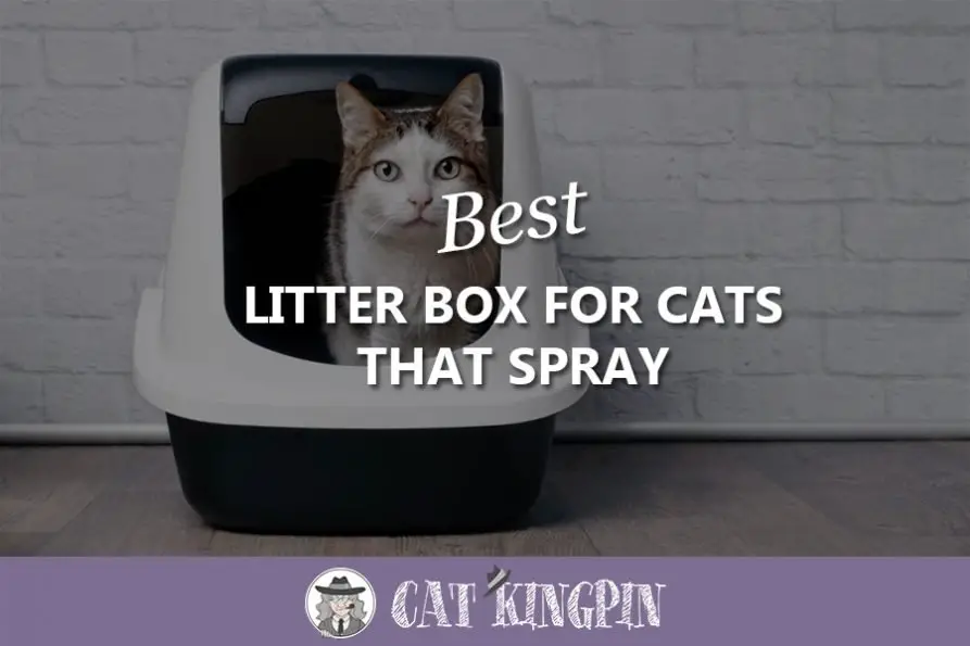 Best Cat Toys to Prevent Boredom Cat Kingpin