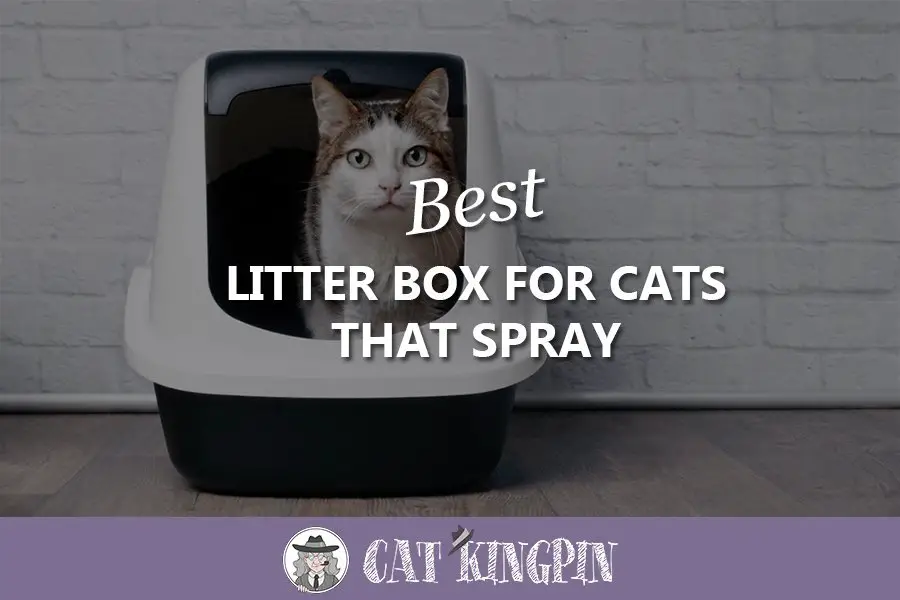 Best Litter Box For Cats That Spray