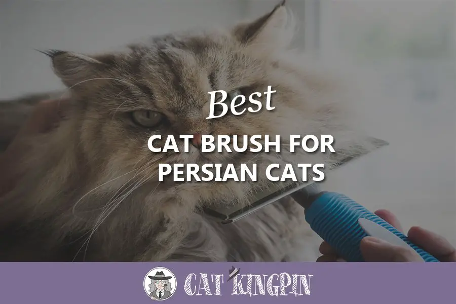 best cat brush for persian cats