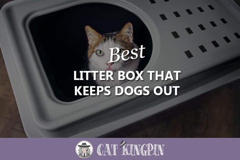 Best Litter Box That Keeps Dogs Out