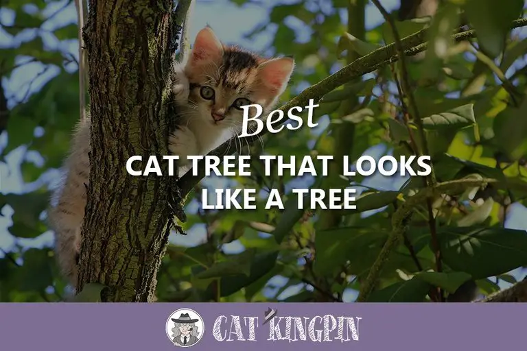 Best Cat Tree That Looks Like a Tree