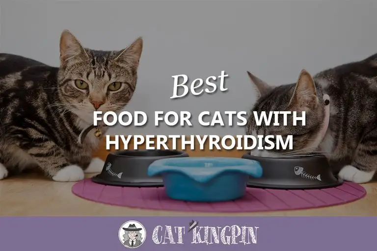 Best Food For Cats With Hyperthyroidism