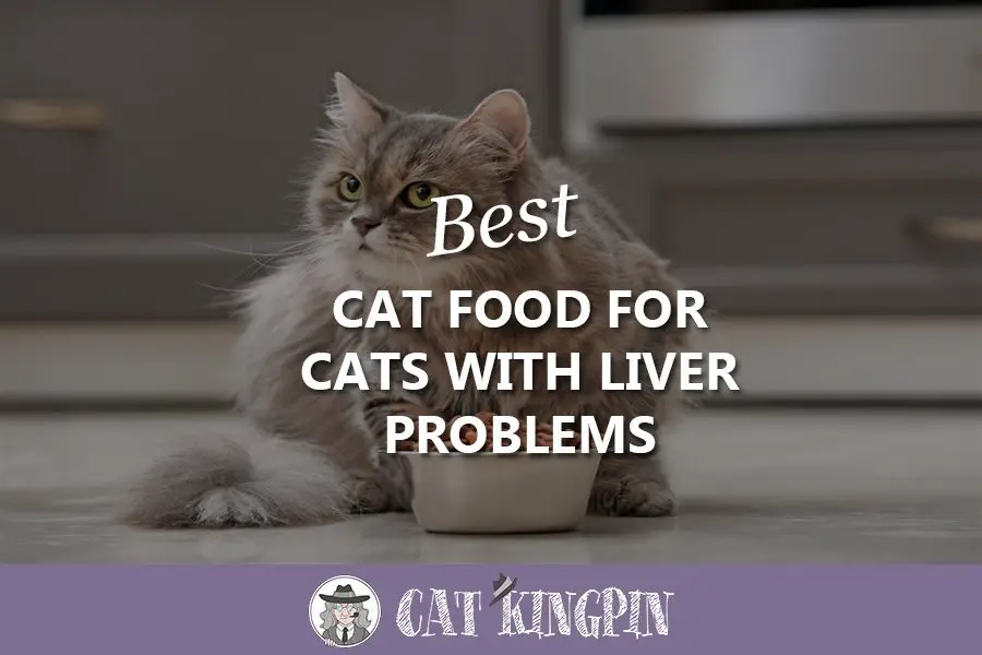 Best Cat Food For Cats With Liver Problems