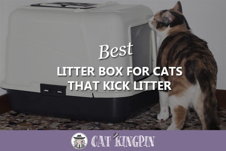 Best Litter Box for Cats That Kick Litter