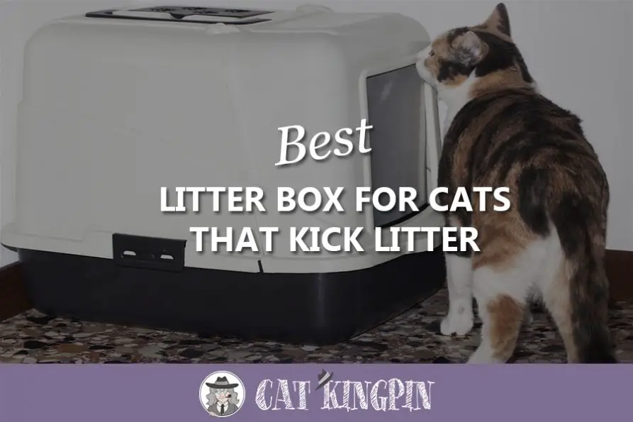 Best Litter Box for Cats That Kick Litter Cat Kingpin
