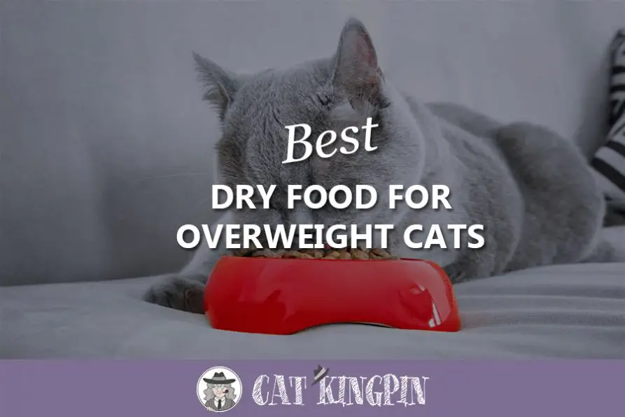 Best Dry Food for Overweight Cats Cat Kingpin