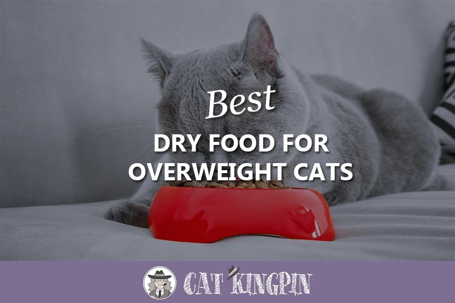 best dry food for overweight cats