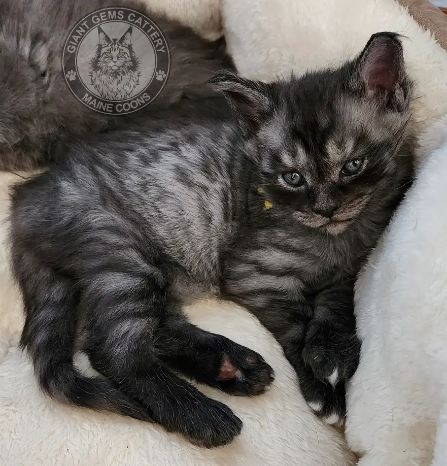 Maine Coon Cat Breeders in Illinois Cat Kingpin