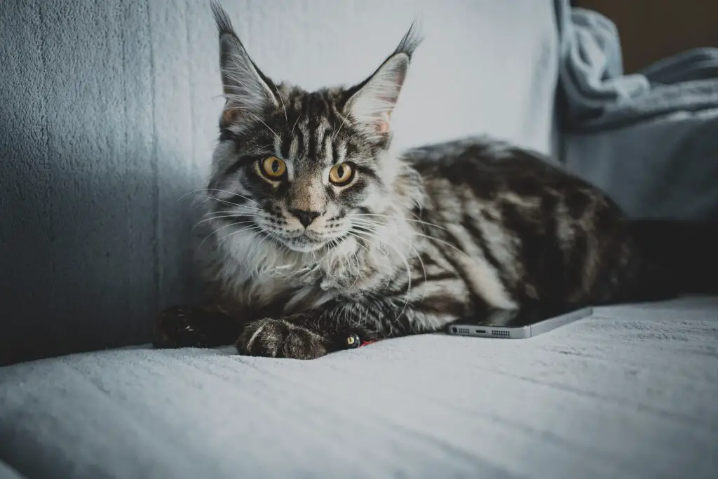 american maine coon