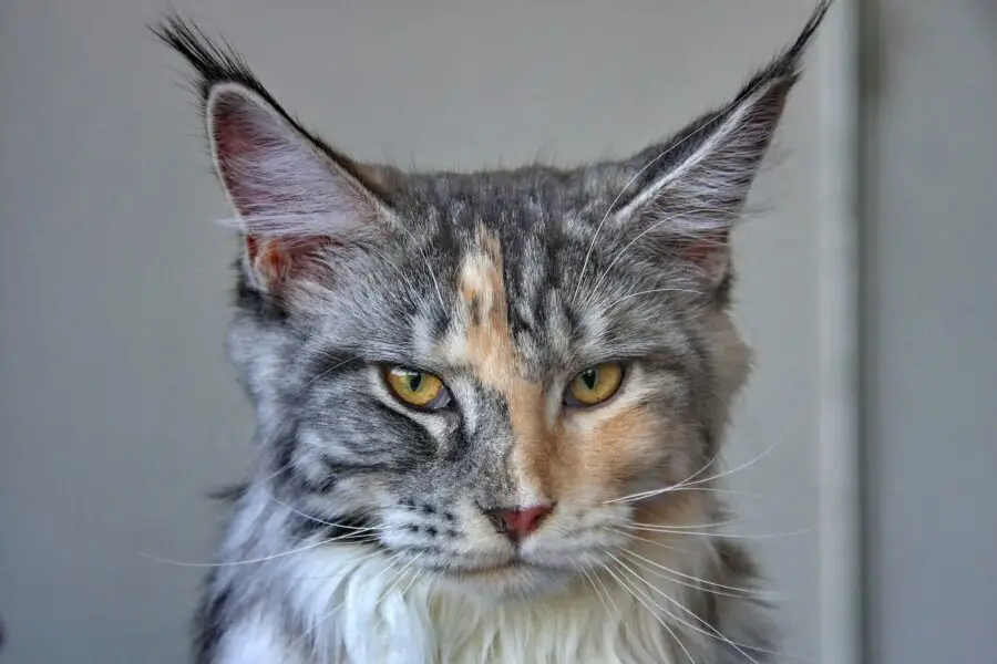 beautiful grey and brown maine coon