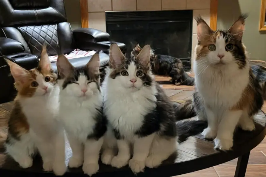 maine coon kittens for sale in Illinois