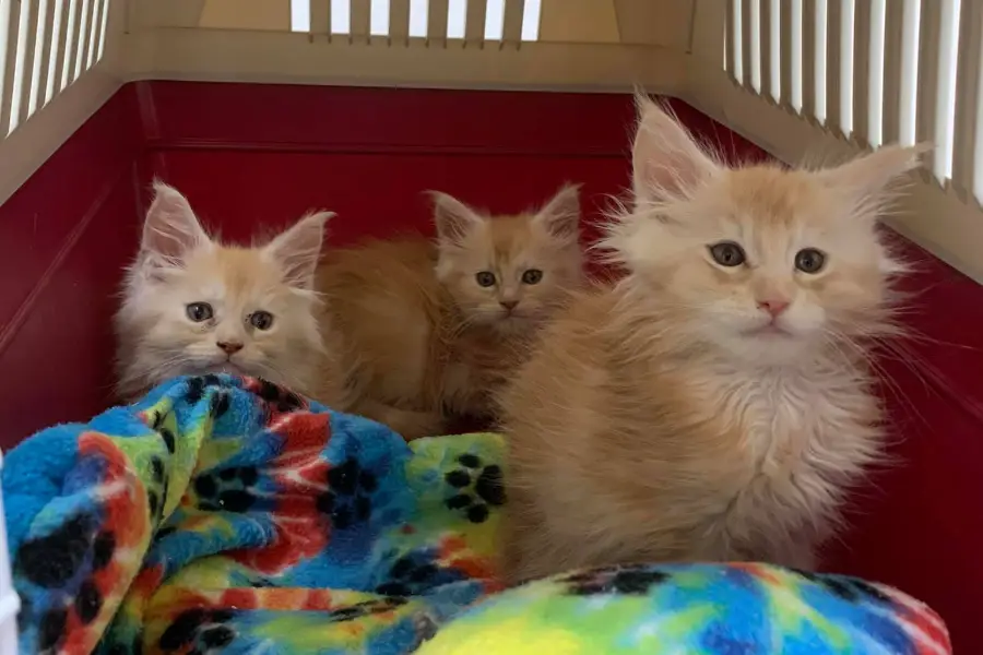 maine coon kittens for sale in pennsylvania