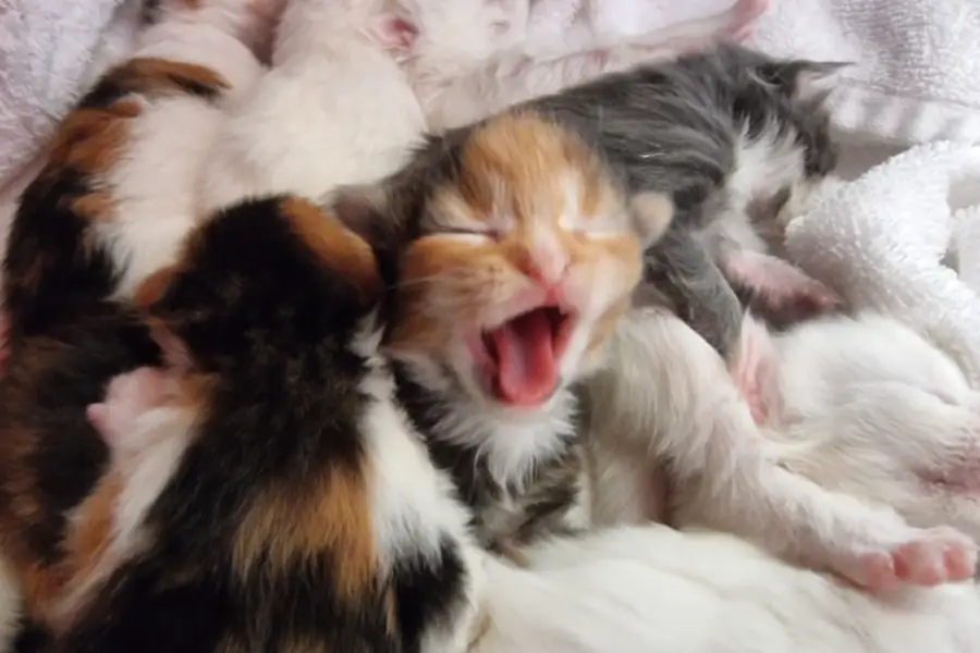 maine coon kittens for sale in adelaide