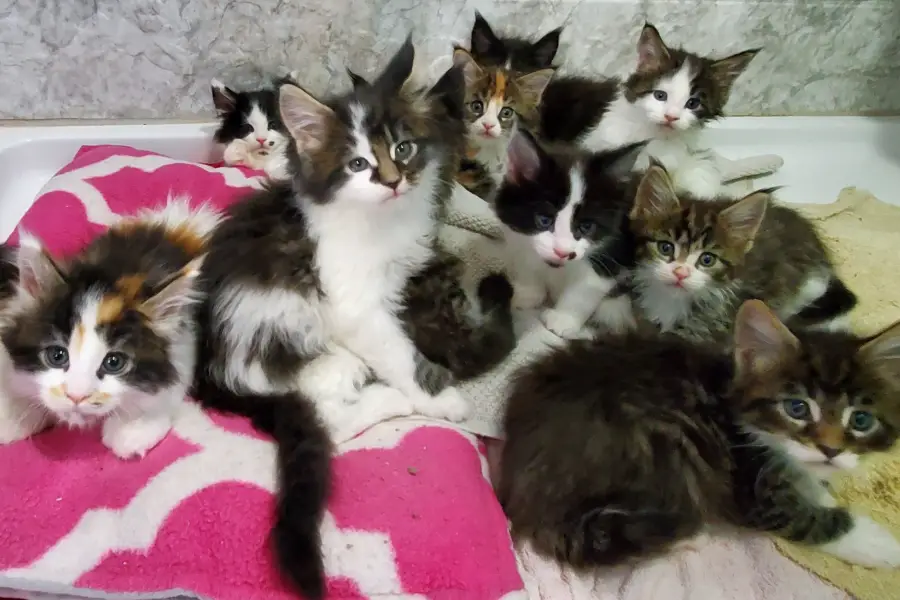 maine coon kittens for sale in massachusetts