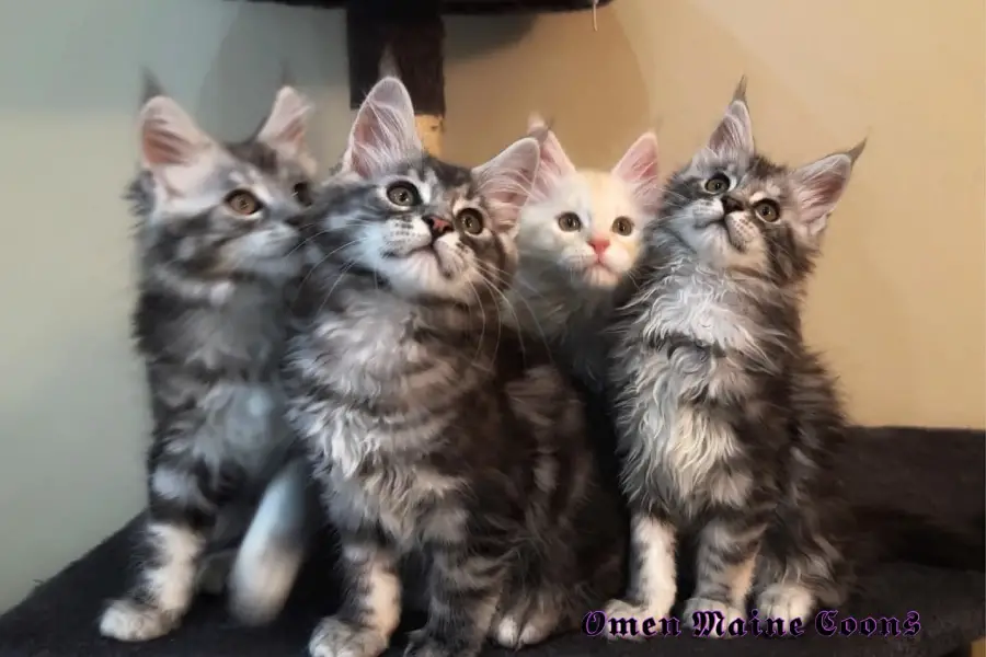 maine coon kittens for sale in texas