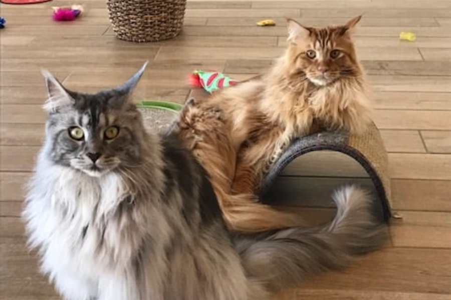 maine coon kittens for sale in wisconsin