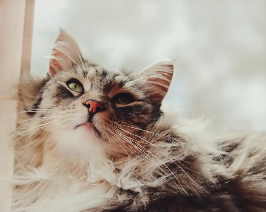 maine coon head