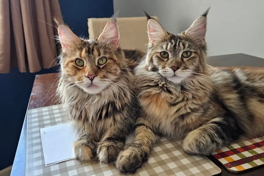 maine coon kittens for sale in arizona