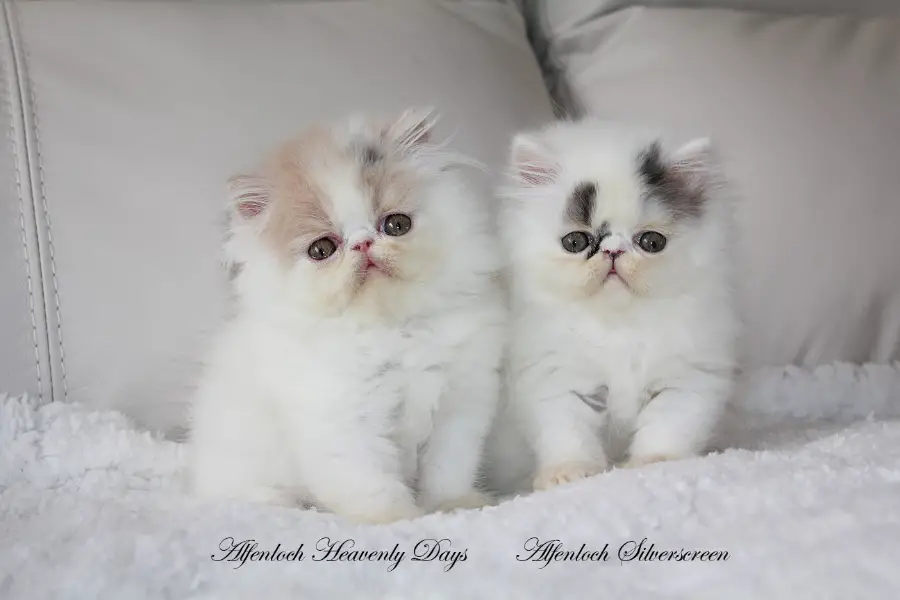 persian kittens for sale in ontario