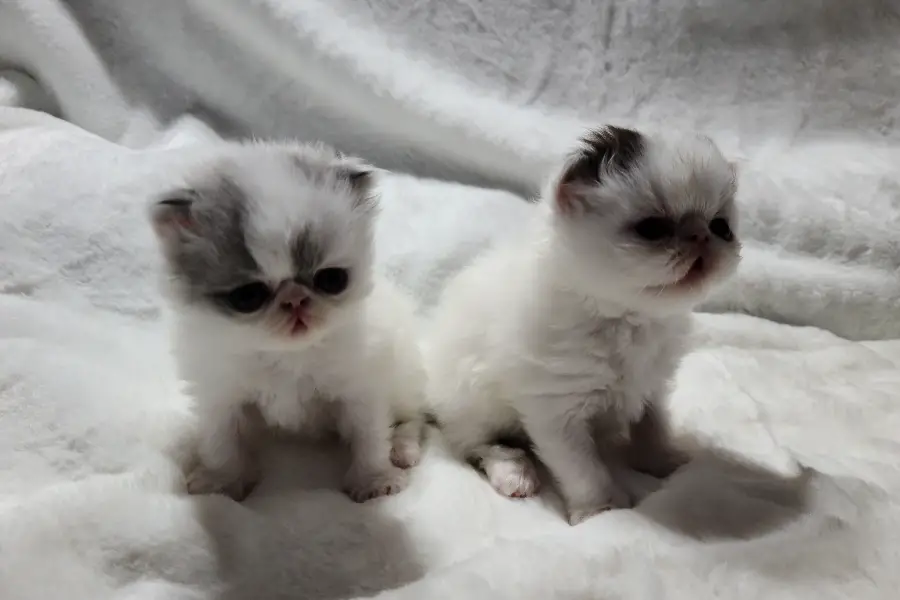 Persian kitten litter in ontario