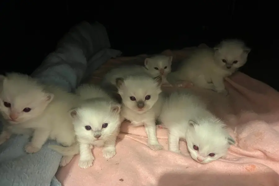 ragdoll kittens for sale in melbourne