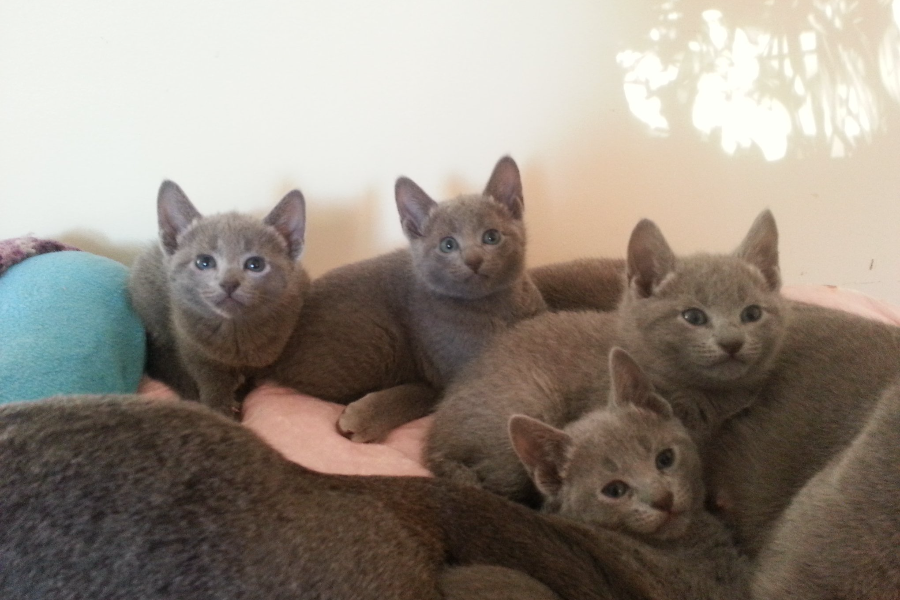 russian blue cat kitten litter in sydney