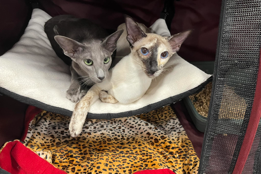 siamese kittens for sale in ontario