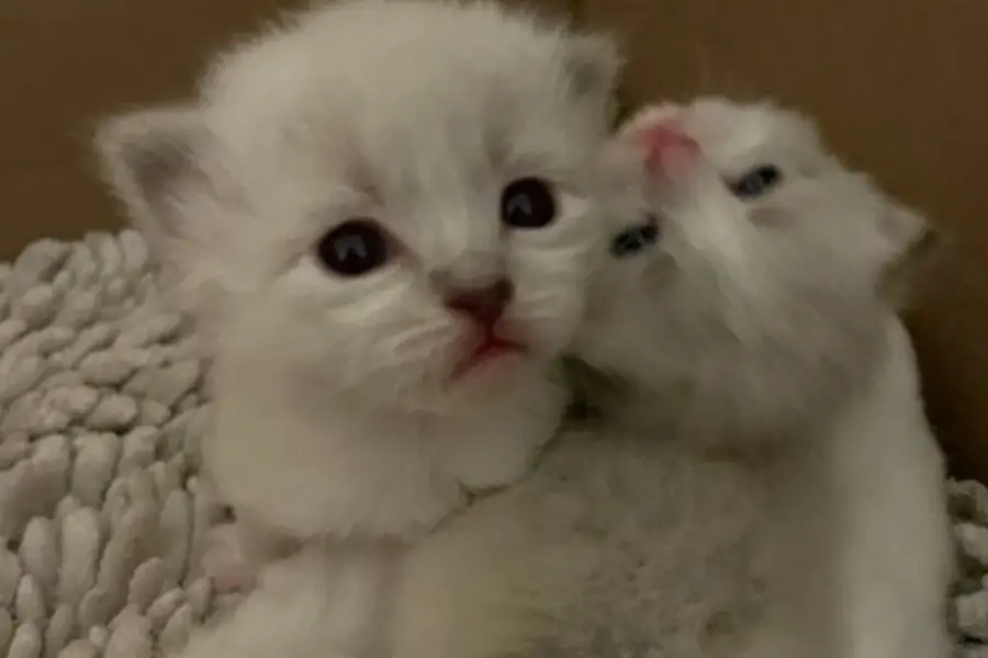 siberian kittens for sale in georgia