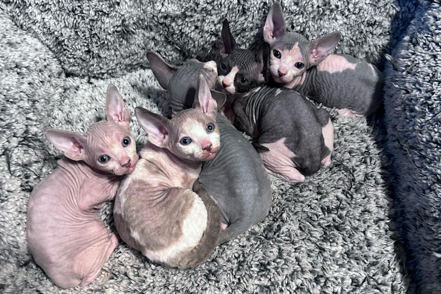 sphynx kittens for sale in colorado