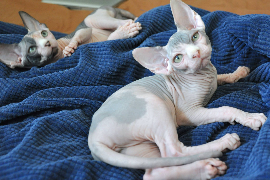 sphynx kittens for sale in texas
