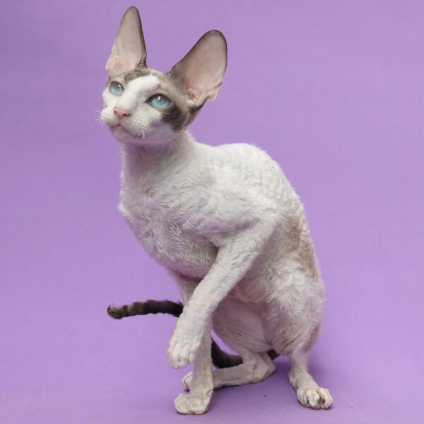 Best Cornish Rex Cat Breeders Cat Kingpin